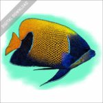 Blue-Girdled Angelfish stock image