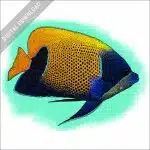 Blue-Girdled Angelfish stock image