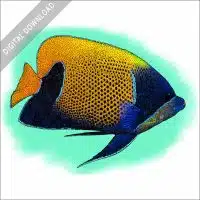 Blue-Girdled Angelfish stock image