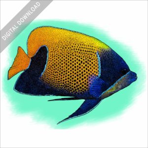 Blue-Girdled Angelfish stock image