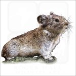 Collared Pika illustration