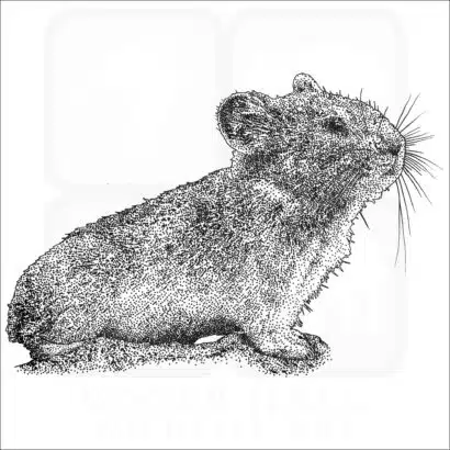 Collared Pika black and white drawing