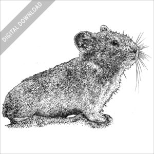 Collared Pika black and white stock image