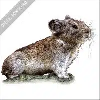 Collared Pika stock art illustration