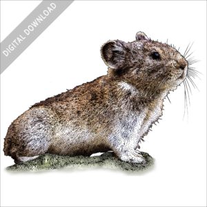 Collared Pika stock art illustration