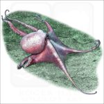 Deep Sea Octopus (Graneledone boreopacifica) illustrationj