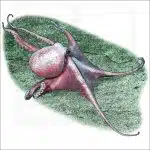Deep Sea Octopus (Graneledone boreopacifica) illustrationj