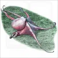 Deep Sea Octopus (Graneledone boreopacifica) illustrationj