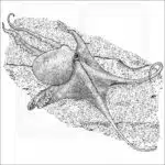 Deep Sea Octopus black and white illustration
