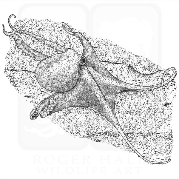 Deep Sea Octopus black and white illustration