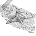 Deep Sea Octopus black and white stock image
