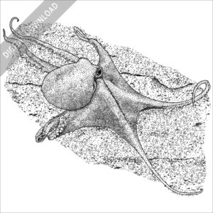 Deep Sea Octopus black and white stock image