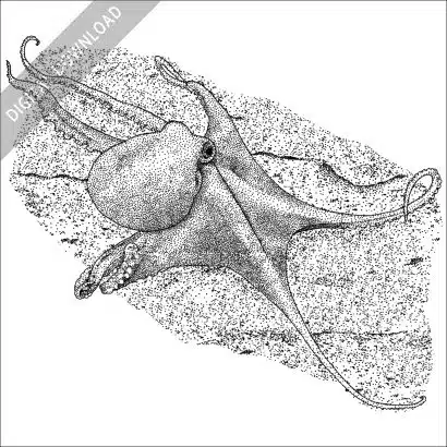 Deep Sea Octopus black and white stock image