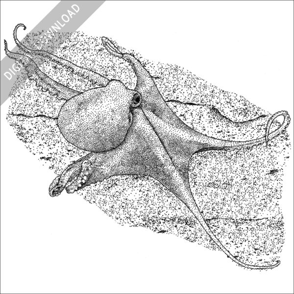 Deep Sea Octopus black and white stock image