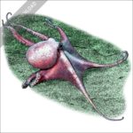 Deep Sea Ocotopus (Graneledone boreopacifica) stock image