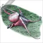 Deep Sea Ocotopus (Graneledone boreopacifica) stock image