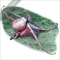 Deep Sea Ocotopus (Graneledone boreopacifica) stock image