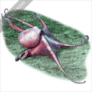 Deep Sea Ocotopus (Graneledone boreopacifica) stock image