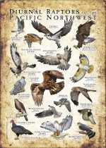 Diurnal Raptors of the Pacific Northwest poster print