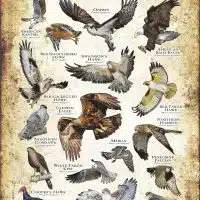 Diurnal Raptors of the Pacific Northwest poster print