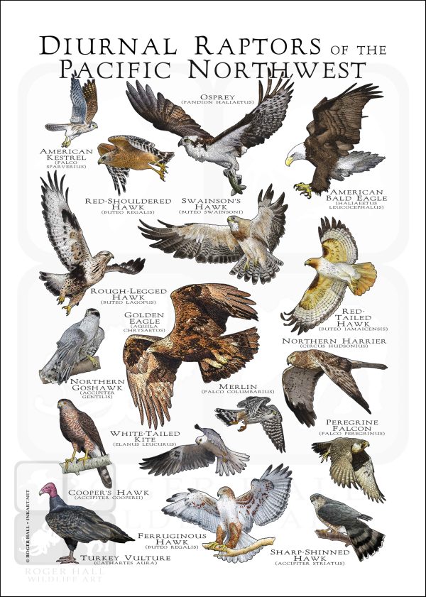 Diurnal Raptors of the Pacific Northwest Poster Print - Image 2