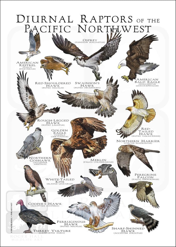 Pacific Raptor Wildlife of Voyageurs National Park Poster print