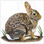 Eastern Cottontail illustration