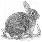 Eastern Cottontail black and white drawing