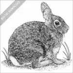 Eastern Cottontail black and white stock image