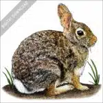 Eastern Cottontail stock image