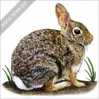 Eastern Cottontail stock image