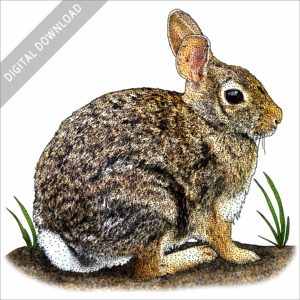 Eastern Cottontail stock image