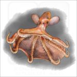 Glowing Sucker Octopus illustration