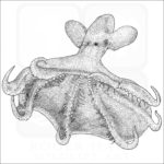 Glowing Sucker Octopus black and white drawing