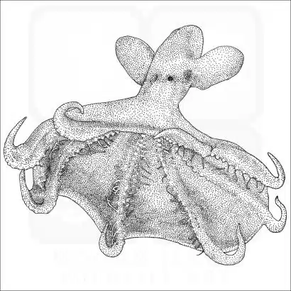 Glowing Sucker Octopus black and white drawing