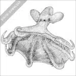 Stock Art Drawing of a Glowing Sucker Octopus - Image 2