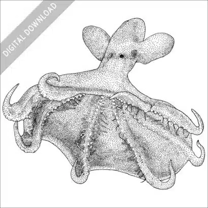 Stock Art Drawing of a Glowing Sucker Octopus - Image 2
