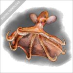 Glowing Sucker Octopus stock image