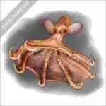 Glowing Sucker Octopus stock image