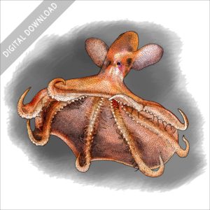 Glowing Sucker Octopus stock image