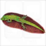 Gold Dust Day Gecko illustration