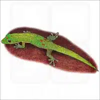 Gold Dust Day Gecko illustration