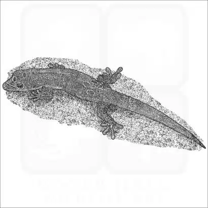 Gold Dust Day Gecko black and white illustration
