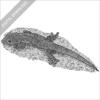 Gold Dust Day Gecko black and white stock image