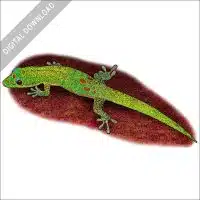 Gold Dust Day Gecko stock illustration