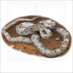 Gray Ratsnake illustration
