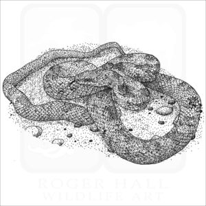 Gray Ratsnake black and white drawing