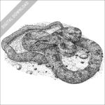 Gray Ratsnake black and white stock image