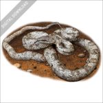 Stock art image of a Gray Ratsnake