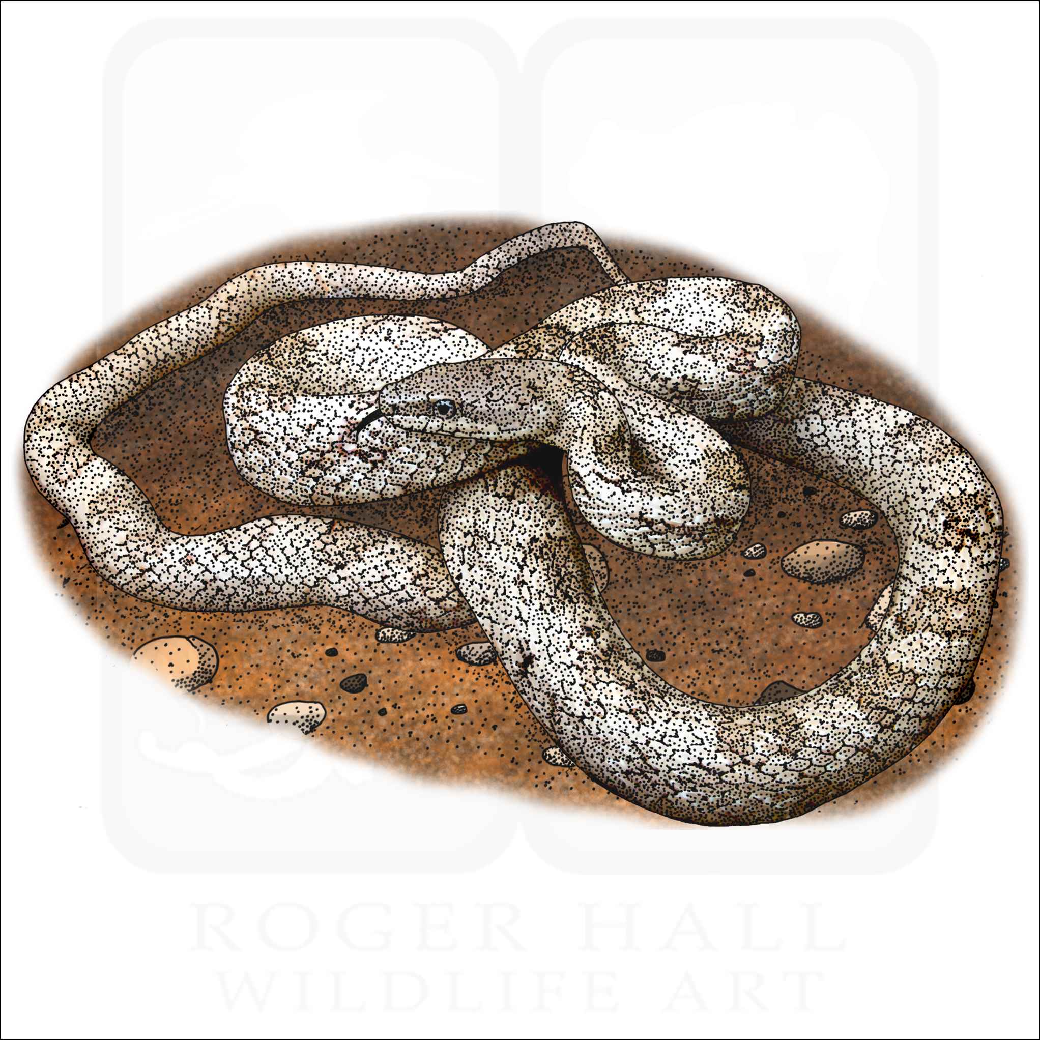 Gray Ratsnake Gray Ratsnake illustration